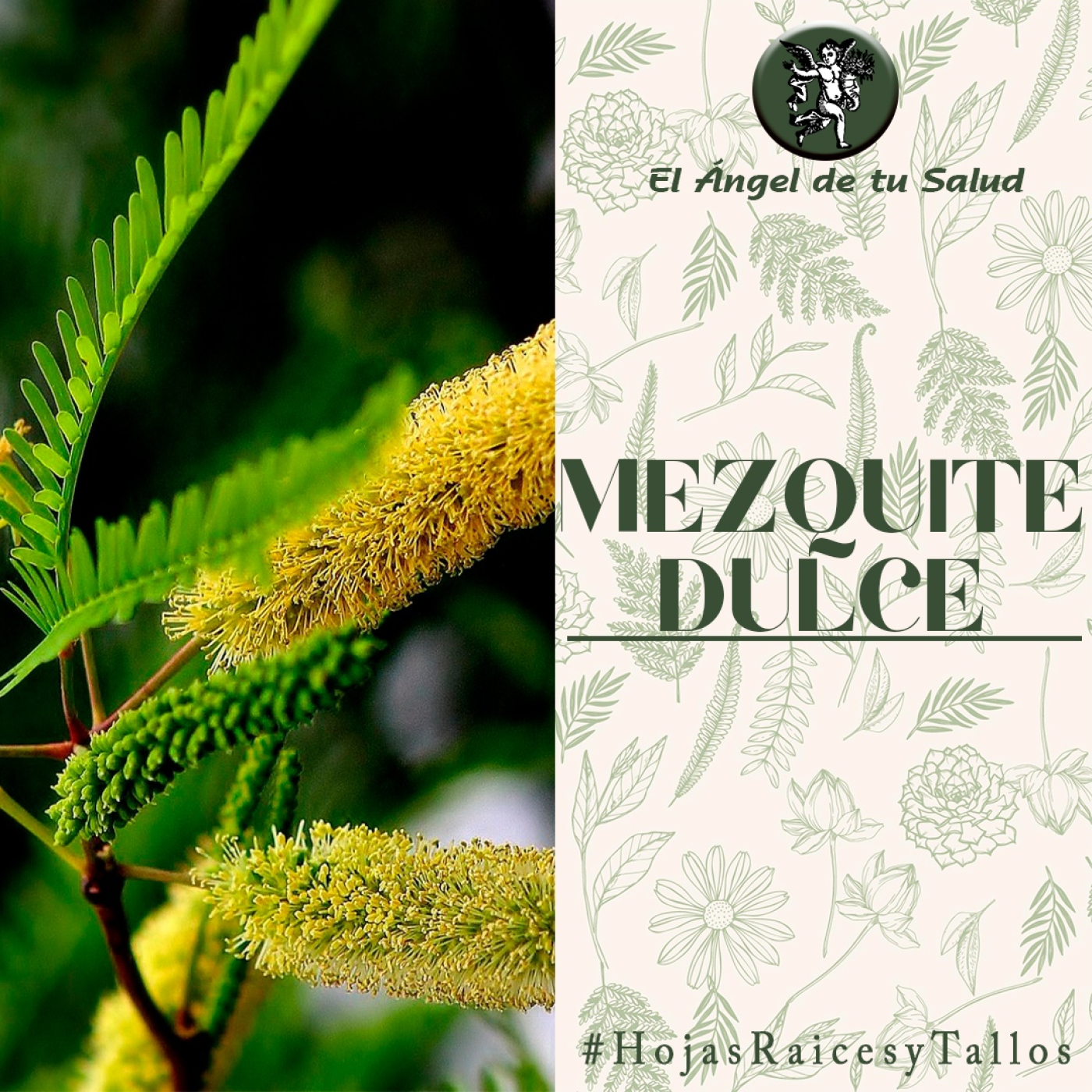 El Ángel de tu Salud - Mezquite Dulce**