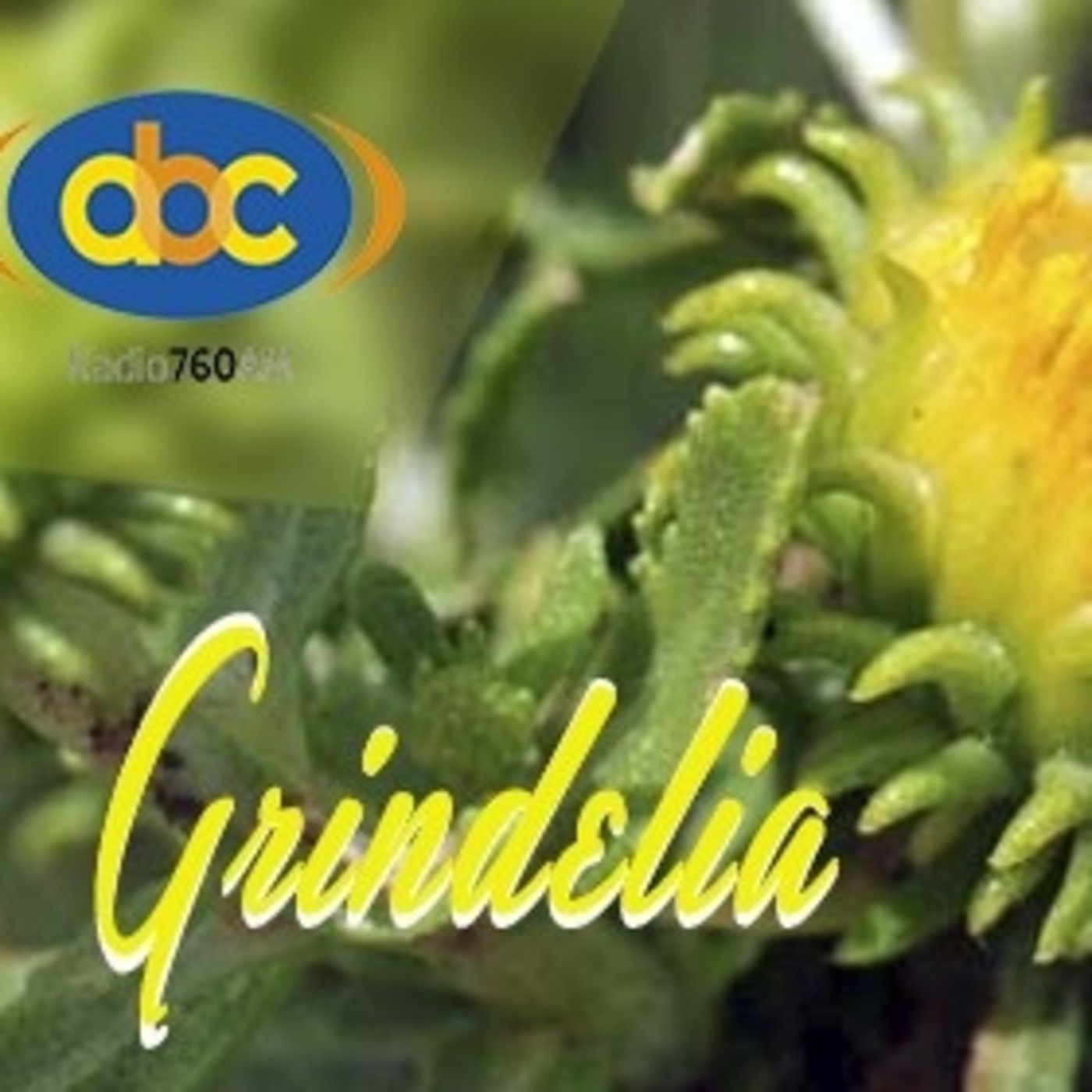 El Angel de tu Salud - GRINDELIA I episode artwork