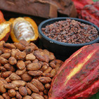 Historia del chocolate