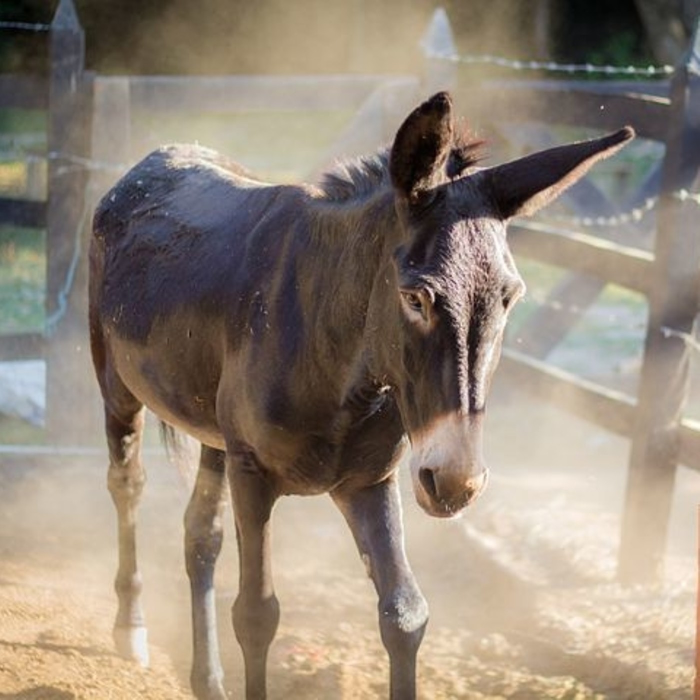 Burro viejo no aprende camino episode artwork
