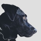 Cuarto milenio: Animales que detectan la muerte