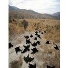 098 - ¿Por qué mueren de golpe animales en diferentes partes del mundo?