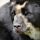 Salvemos a los animales