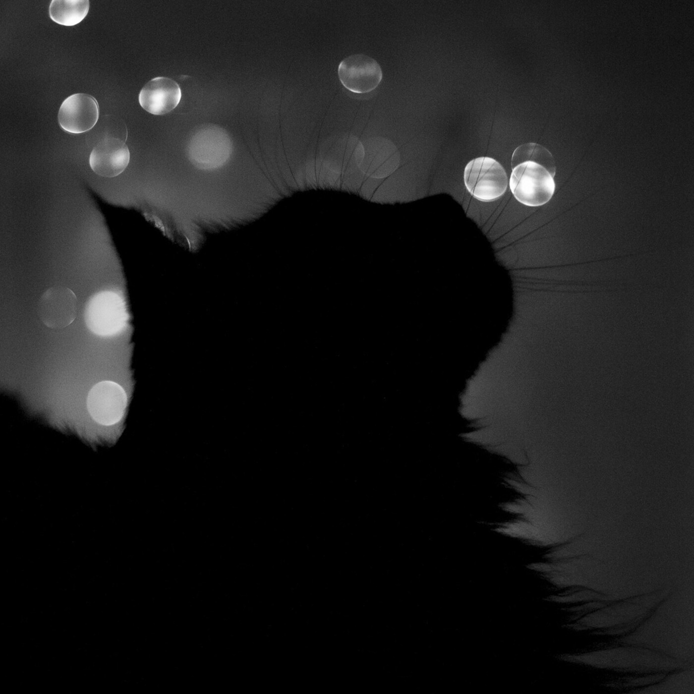 PODCAST de El Kallejón del Gato