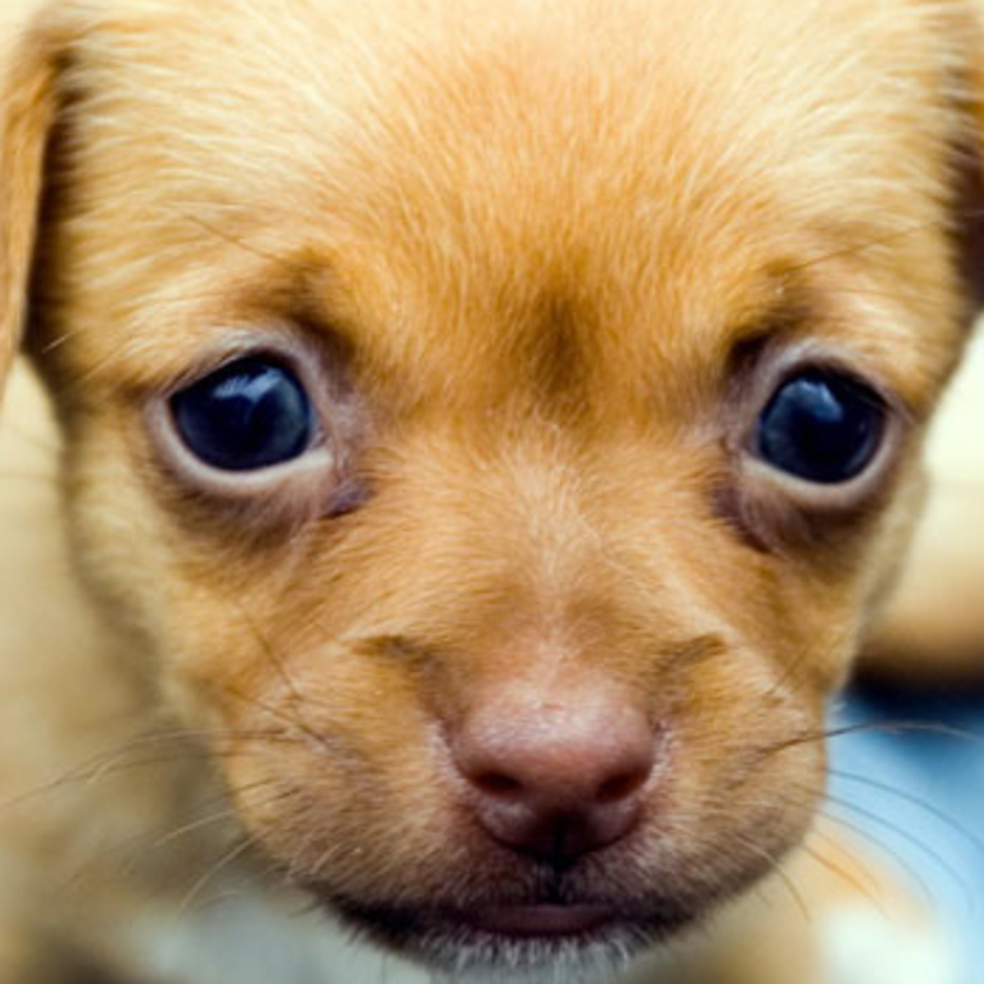 Nuestras Mascotas - Cachorros Periodo Inicial