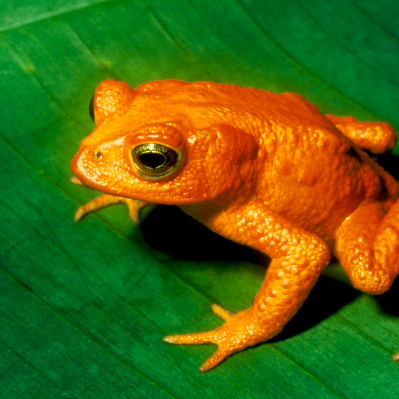 Aparici en Órbita s01e29: La enfermedad más letal de la historia, con Ignacio de la Riva y Patricia Burrowes