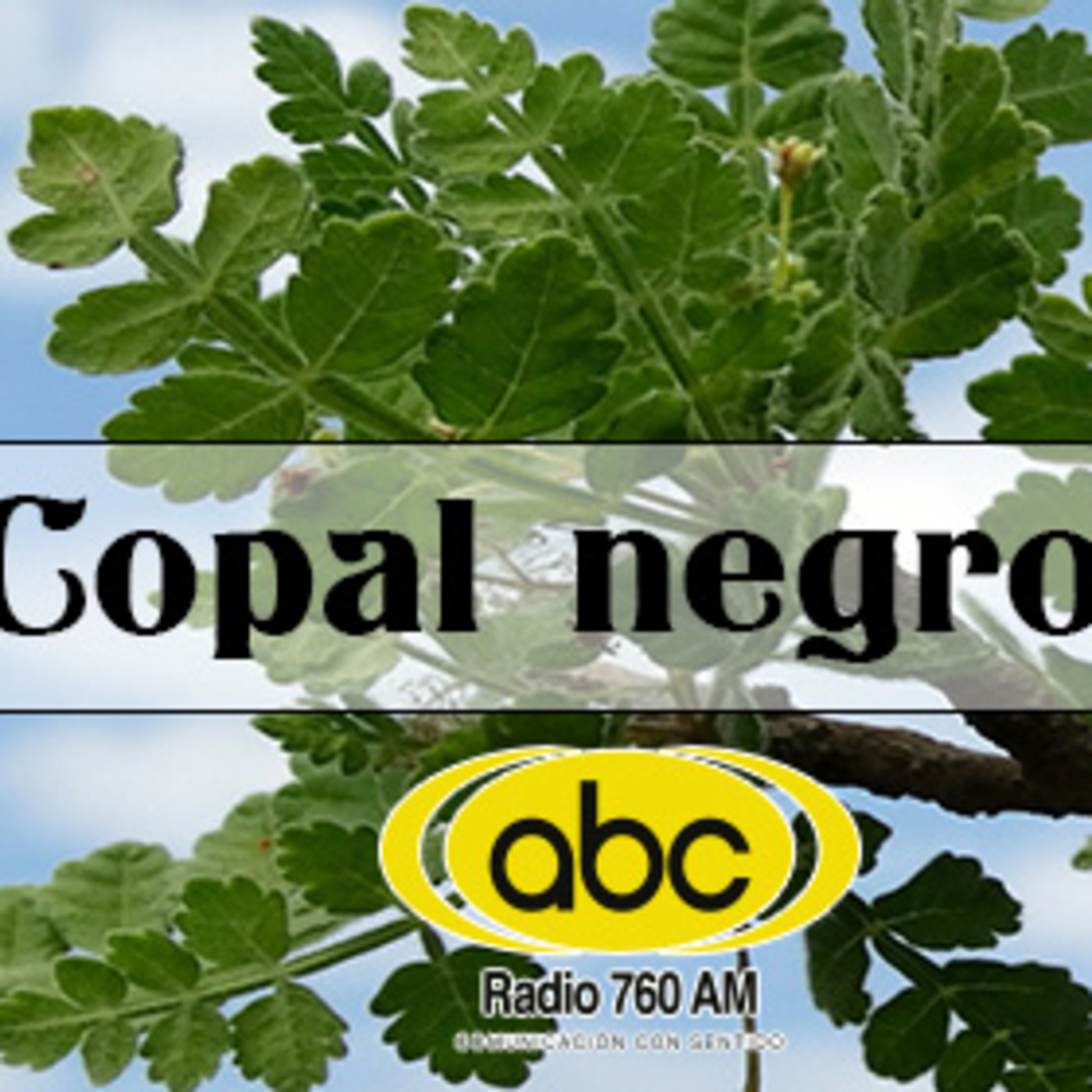 El Ángel de tu Salud - COPAL NEGRO episode artwork