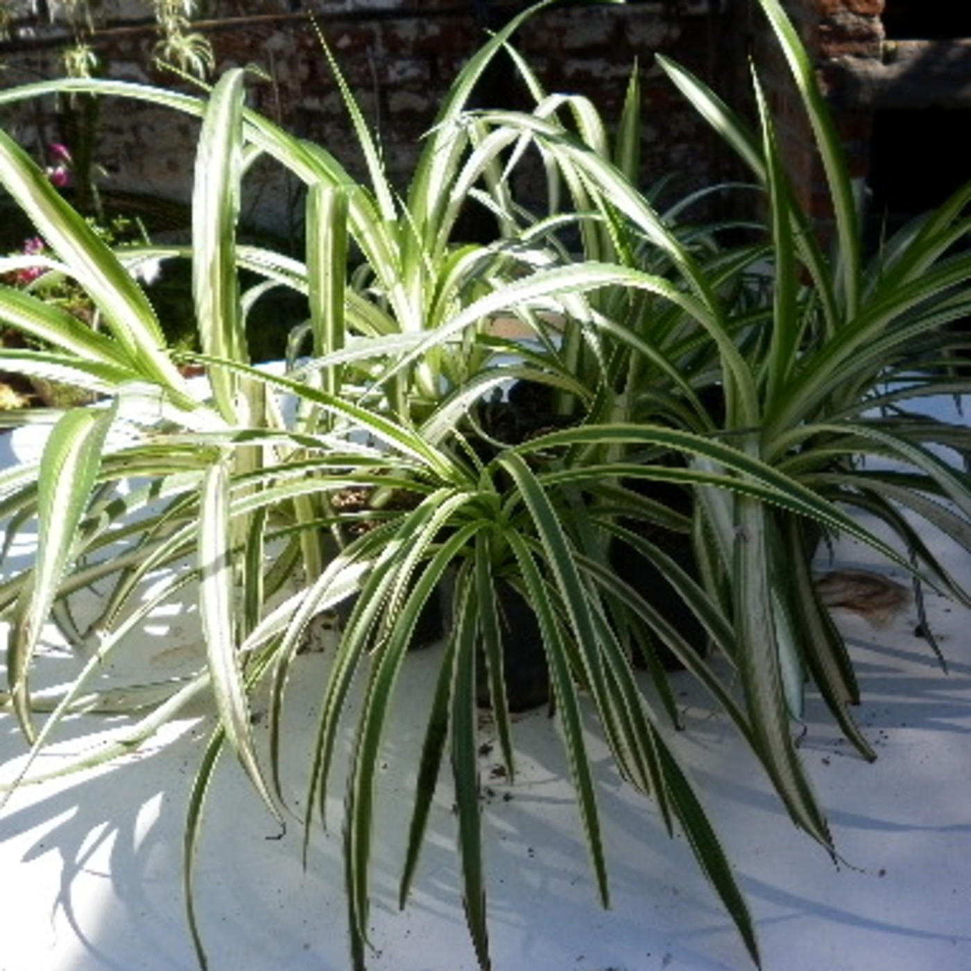 La baldosa floja