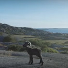 El nuevo anuncio de Volkswagen lo protagoniza un carnero confiado