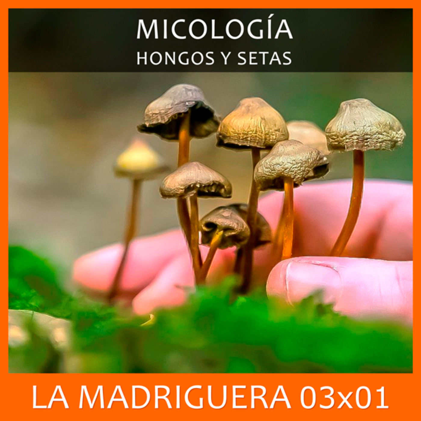 LA MADRIGUERA