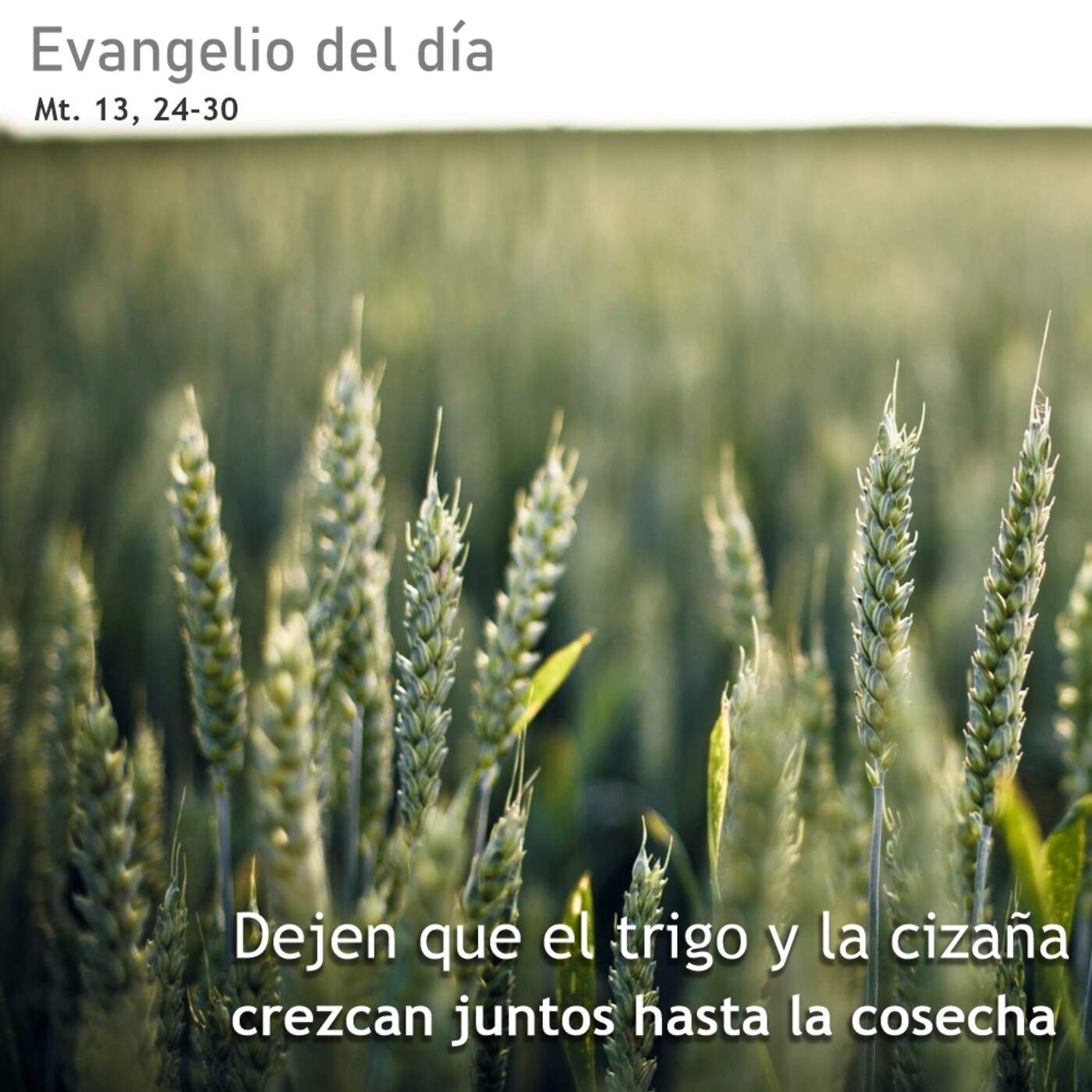 19 de julio de 2020