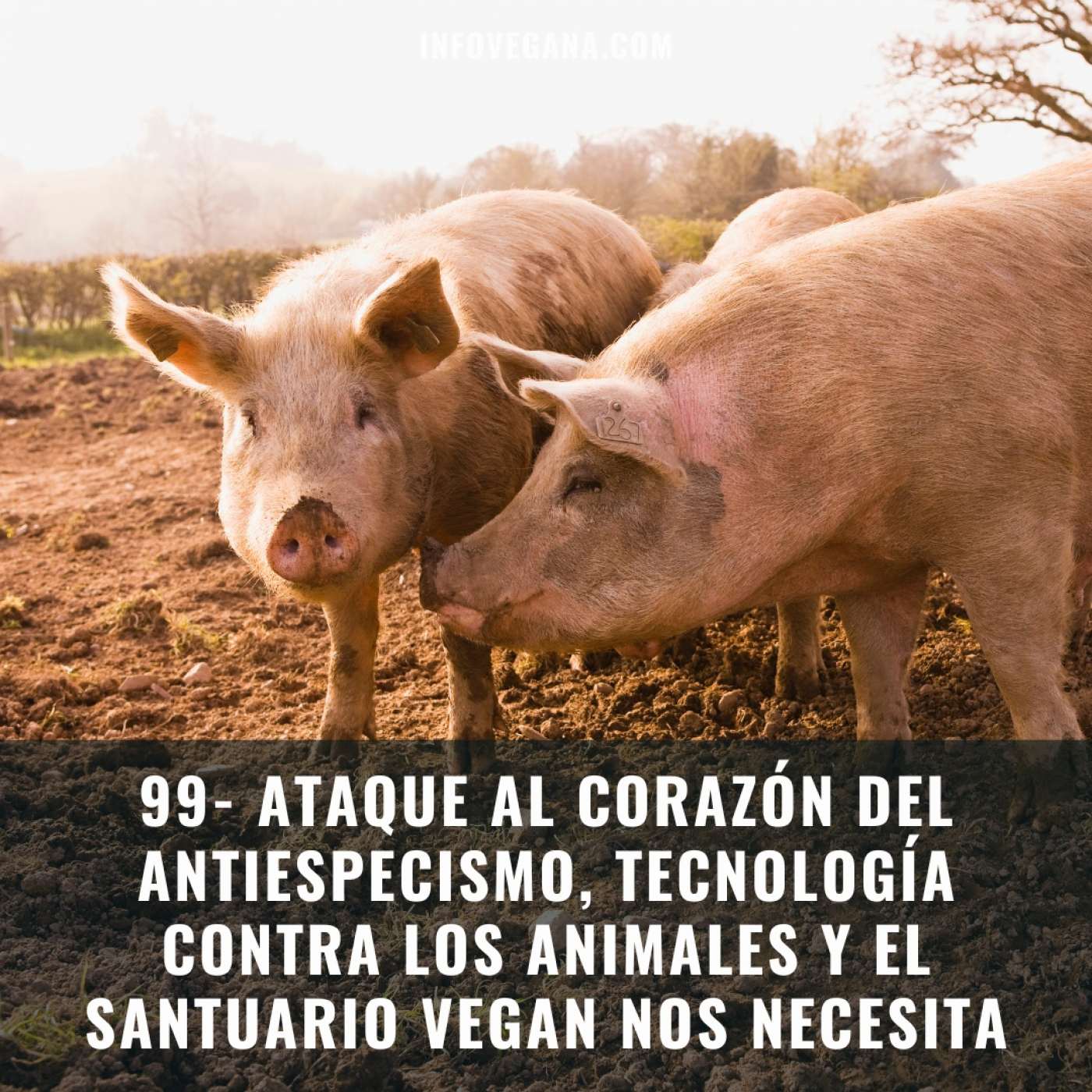 Infovegana, podcast de veganismo y sostenibilidad