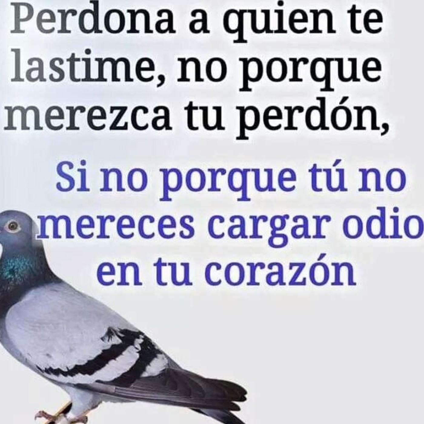 Manuel de Instrucciones 2019