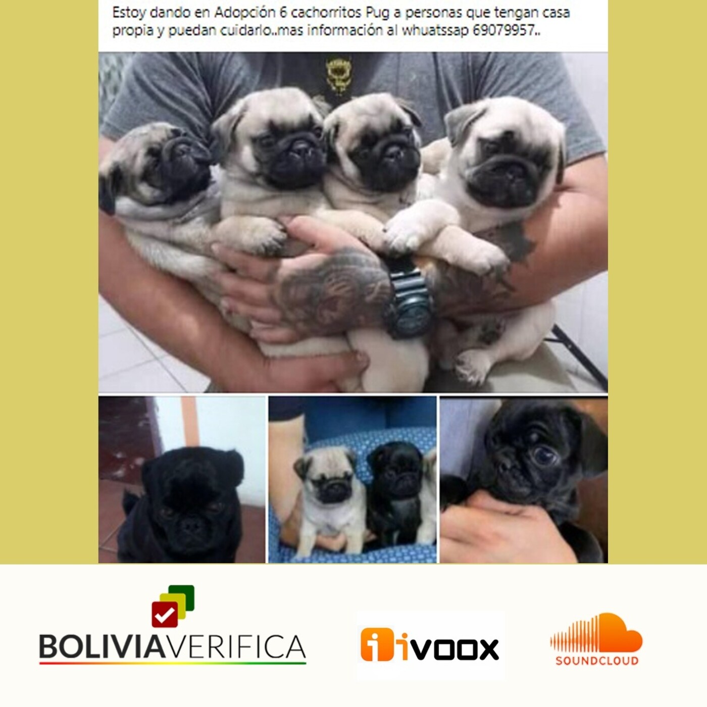 Bolivia Verifica