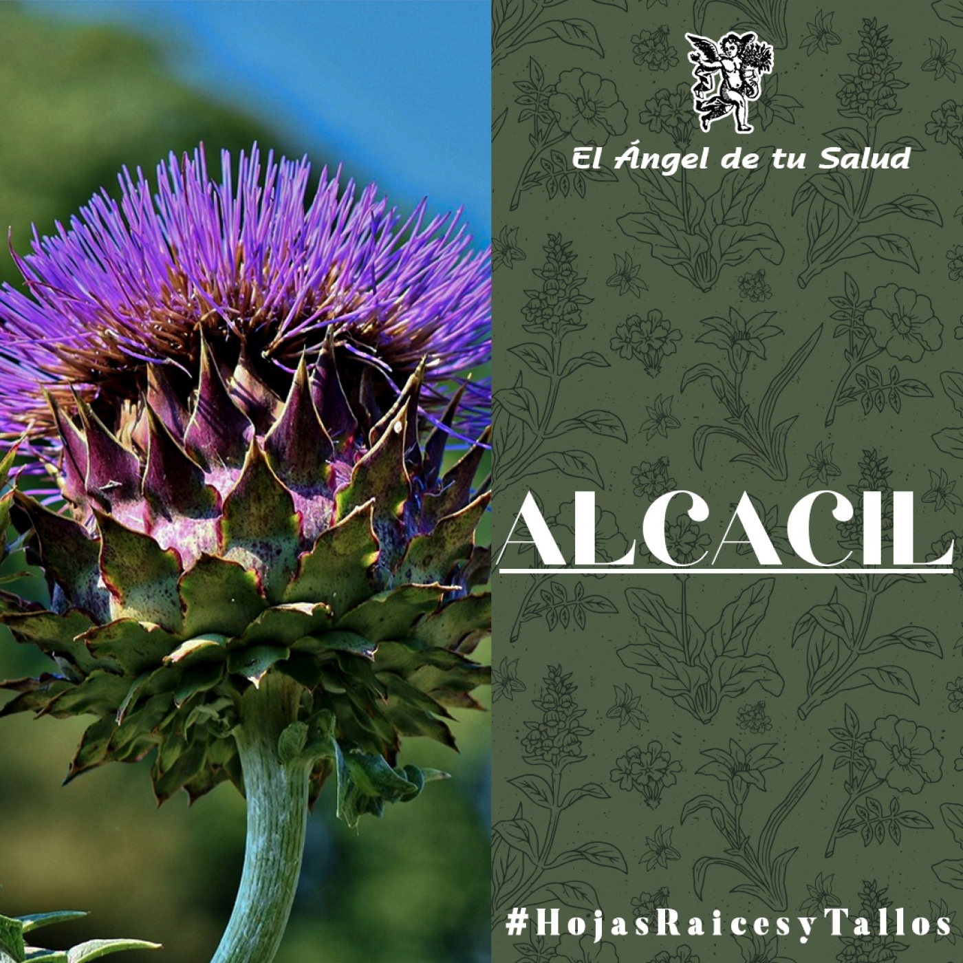 El Ángel de tu Salud - Alcacil** episode artwork