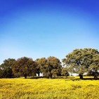 embed image