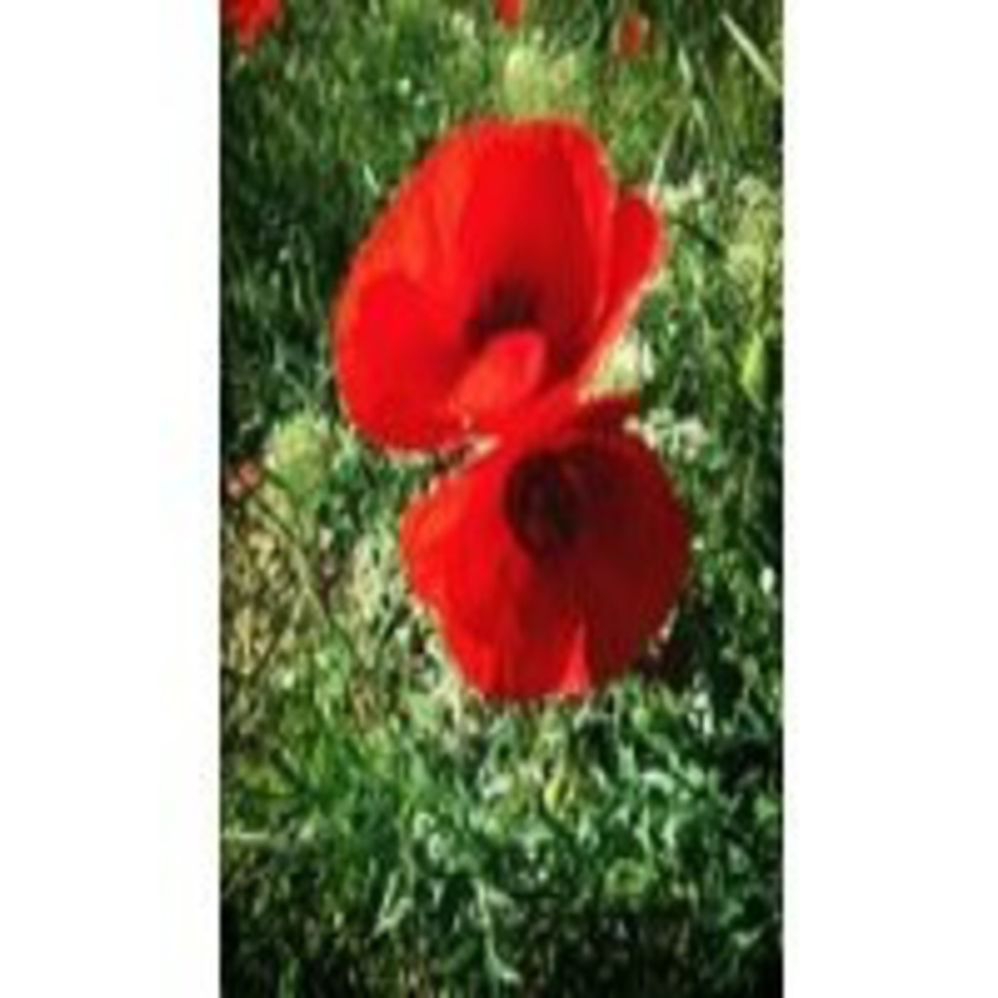 De los efectos perjudiciales del amor - 21/03/14