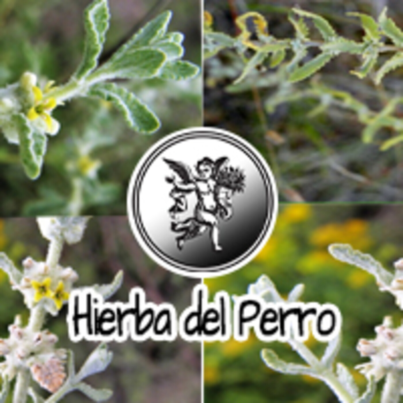 El Angel de tu Salud - HIERBA DEL PERRO **** episode artwork
