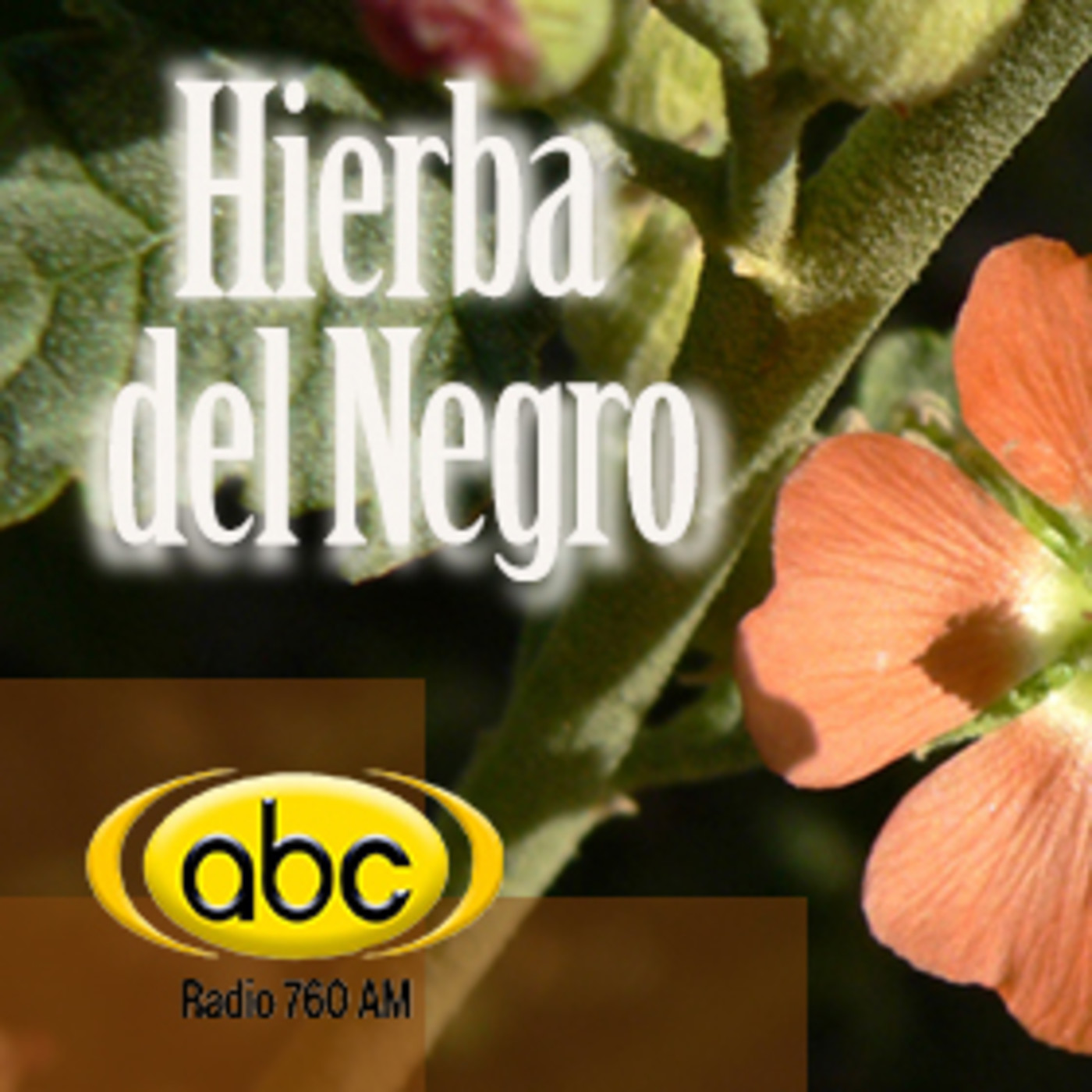 El Ángel de tu Salud - HIERBA DEL NEGRO episode artwork
