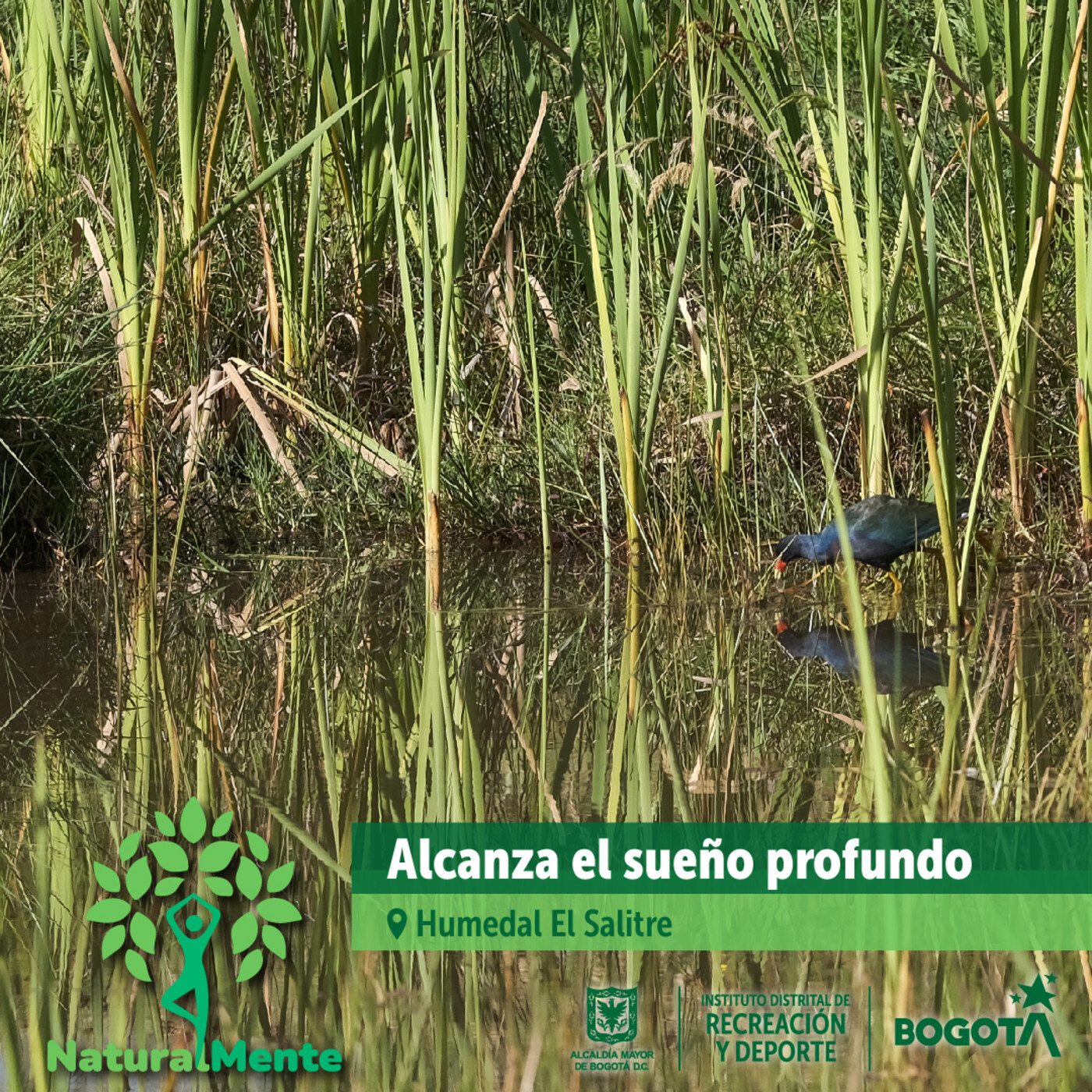 Alcanza el sueño profundo