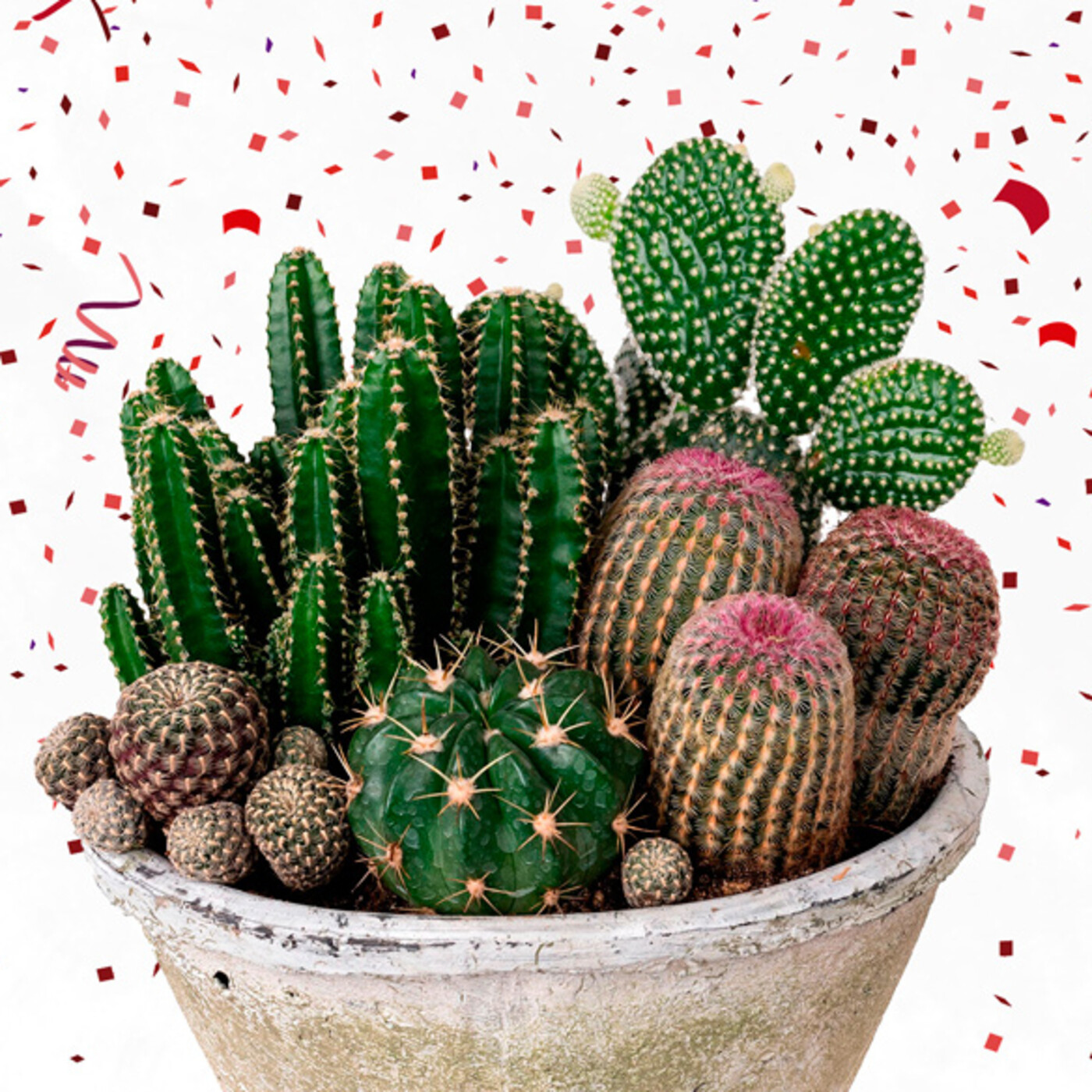 Cactus Confetti