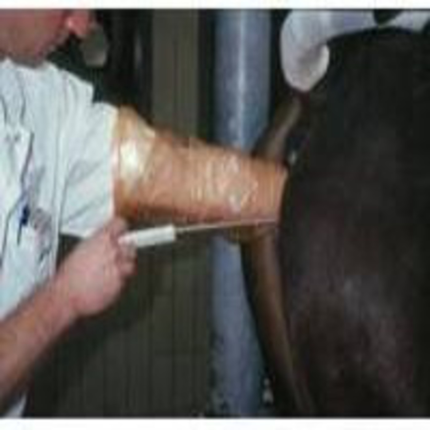 Podcast Mundo Animal