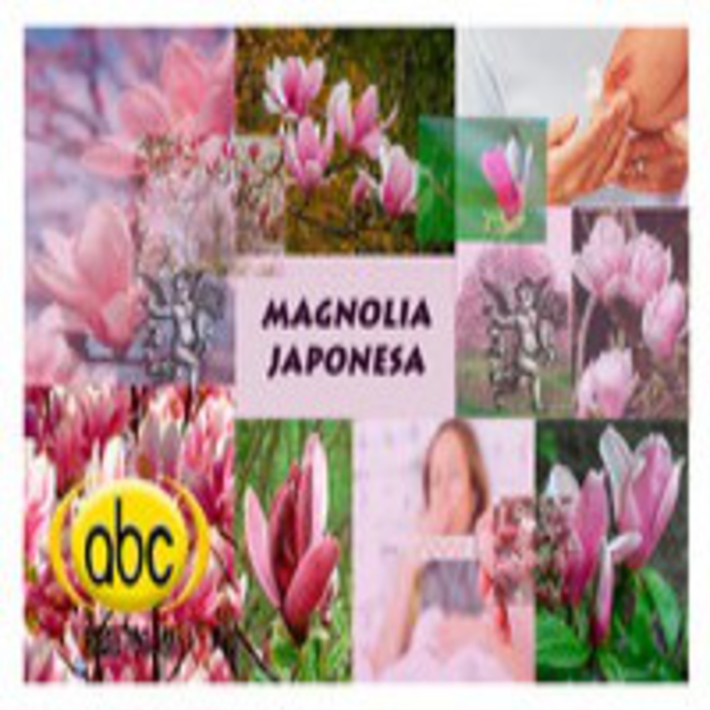 EL ÁNGEL DE TU SALUD- Rodrigo Mondragón - MAGNOLIA JAPONESA