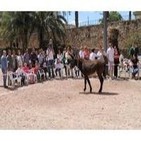 Cagà del burro - Moros y Cristianos