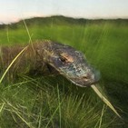 Las vírgenes incestuosas de Komodo