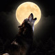 Noche de lobos (20-08-2019)