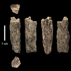 La Brújula de la Ciencia s08e01: Una mujer con madre neandertal y padre denisovano