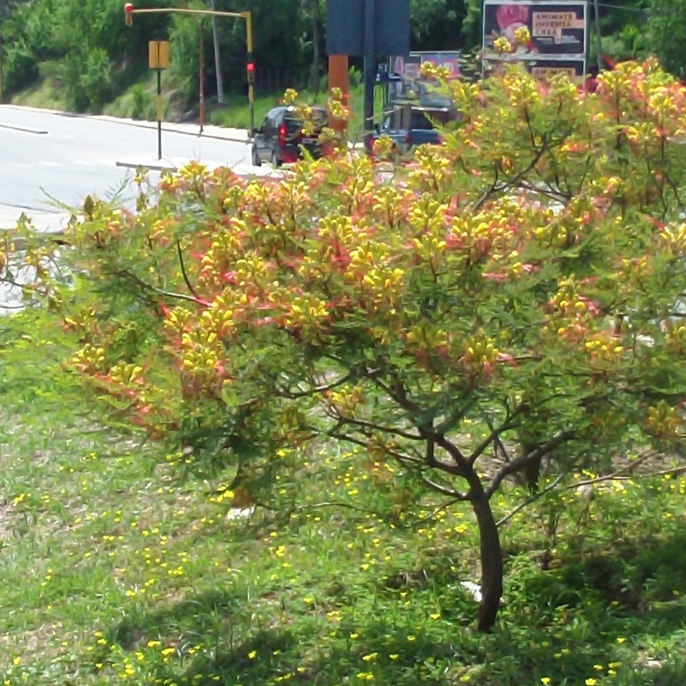 VCP Sol Narraciones Vivencias Leyendas