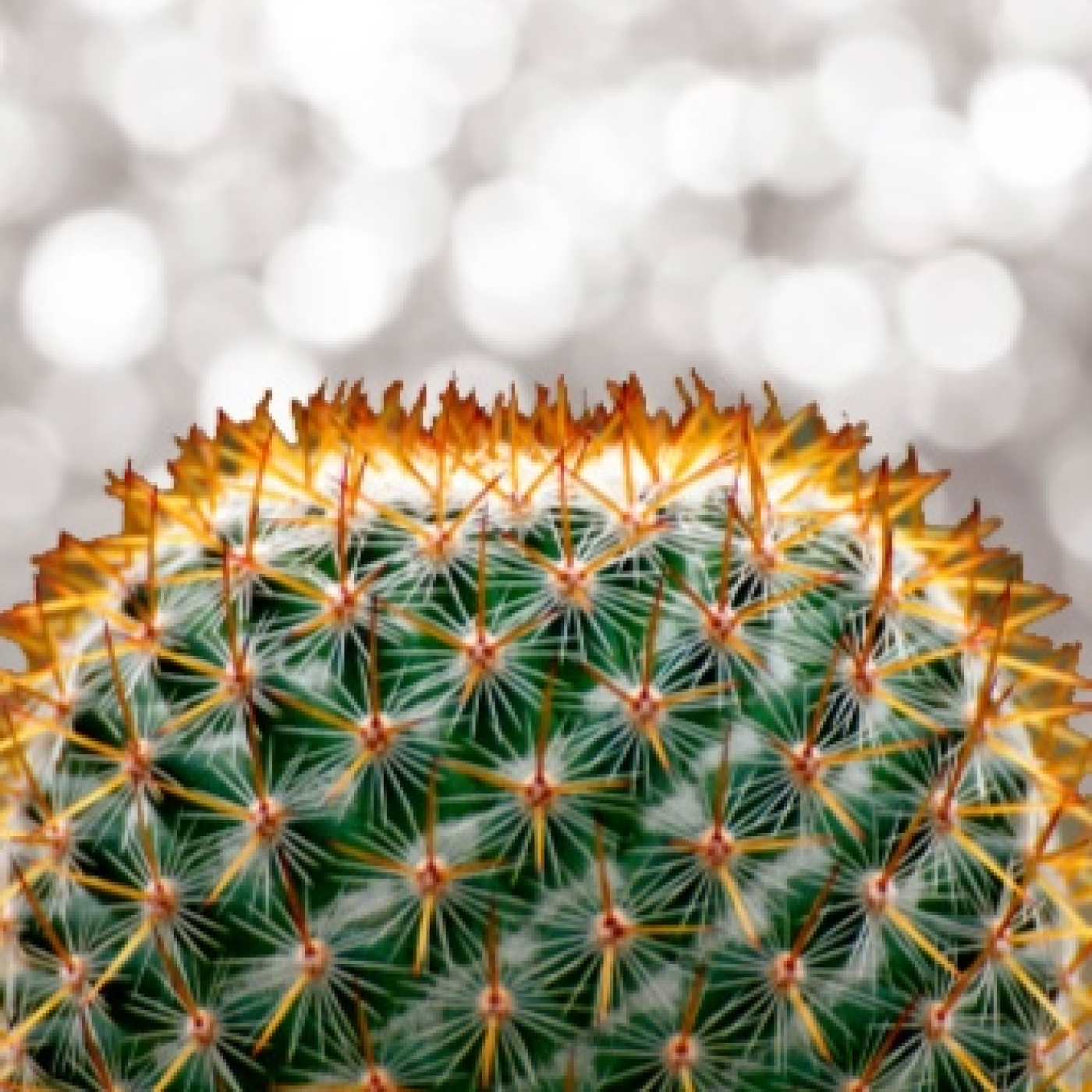 Cactus Confetti