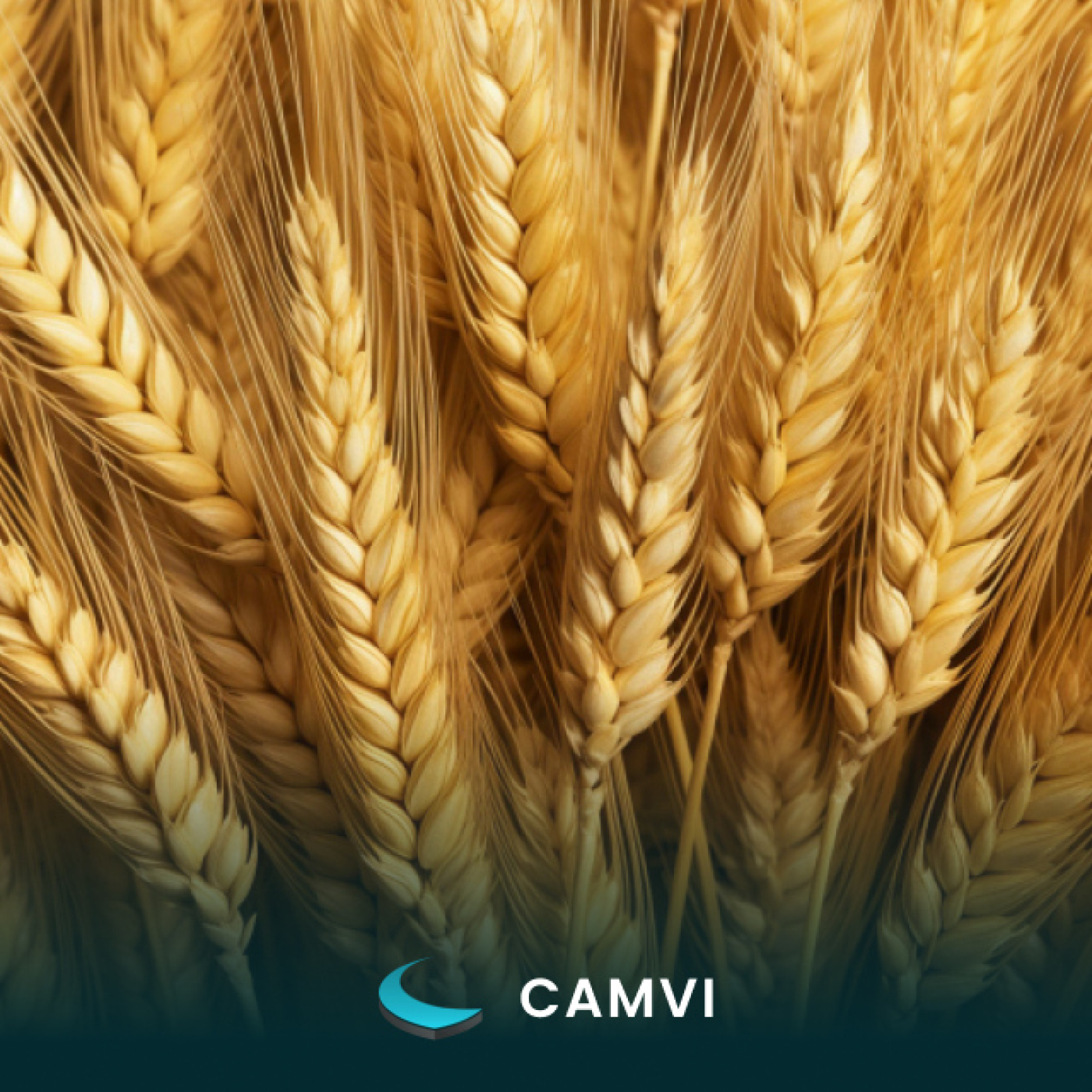CAMVI