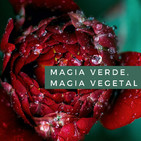 Magia Verde, magia vegetal. Cap. 6 Las semillas de las Diosas