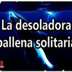 41º-La desoladora ballena solitaria (Voz Humana)