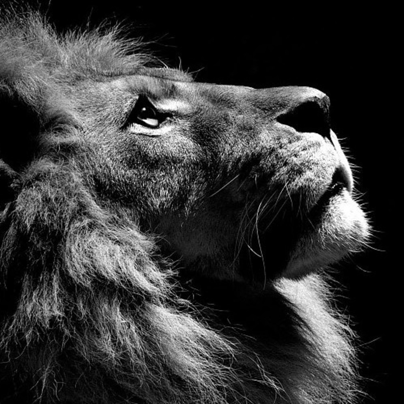 Fat Sounds Sonidos Gordos - Reggae