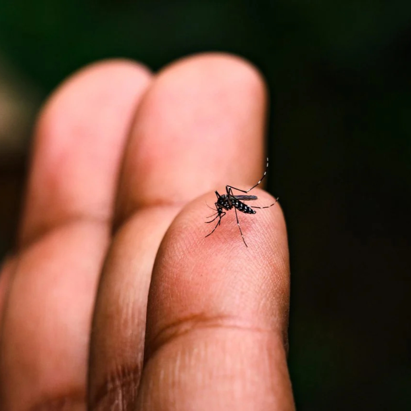 Chikungunya y salud mental: claves psicológicas para manejar la crisis