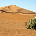 Biología sintética y Big Data contra la desertificación. El gran muro de árboles de África y el informe de la OMS