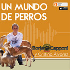Entiende a tu perro
