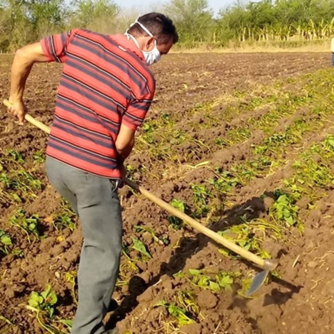 Campesinos calixteños en la lucha contra la Covid 19 desde el surco episode artwork