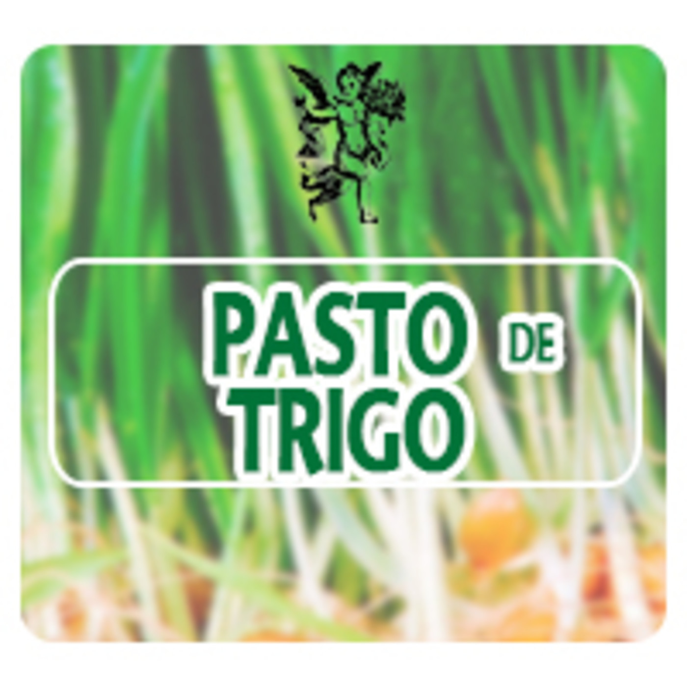 El Angel de tu Salud - PASTO DE TRIGO*