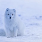 Perpetuum Mobile. Episodio 64. Se acerca el invierno