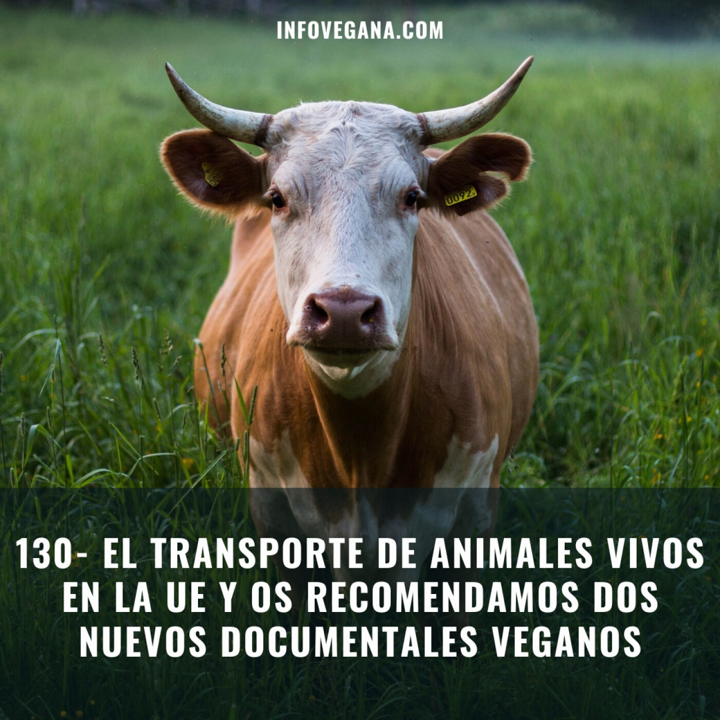 Infovegana, podcast de veganismo y sostenibilidad