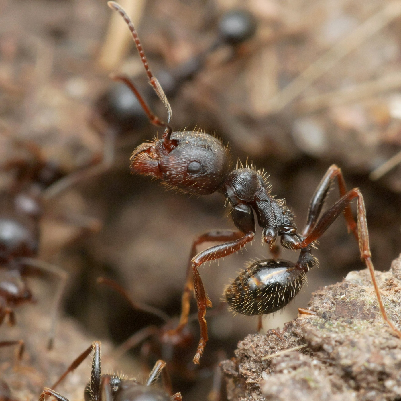 Aparici en Órbita s08e28: Hormigas clonadoras, el primer caso conocido de xenoparidad, con José Manuel Vidal Cordero