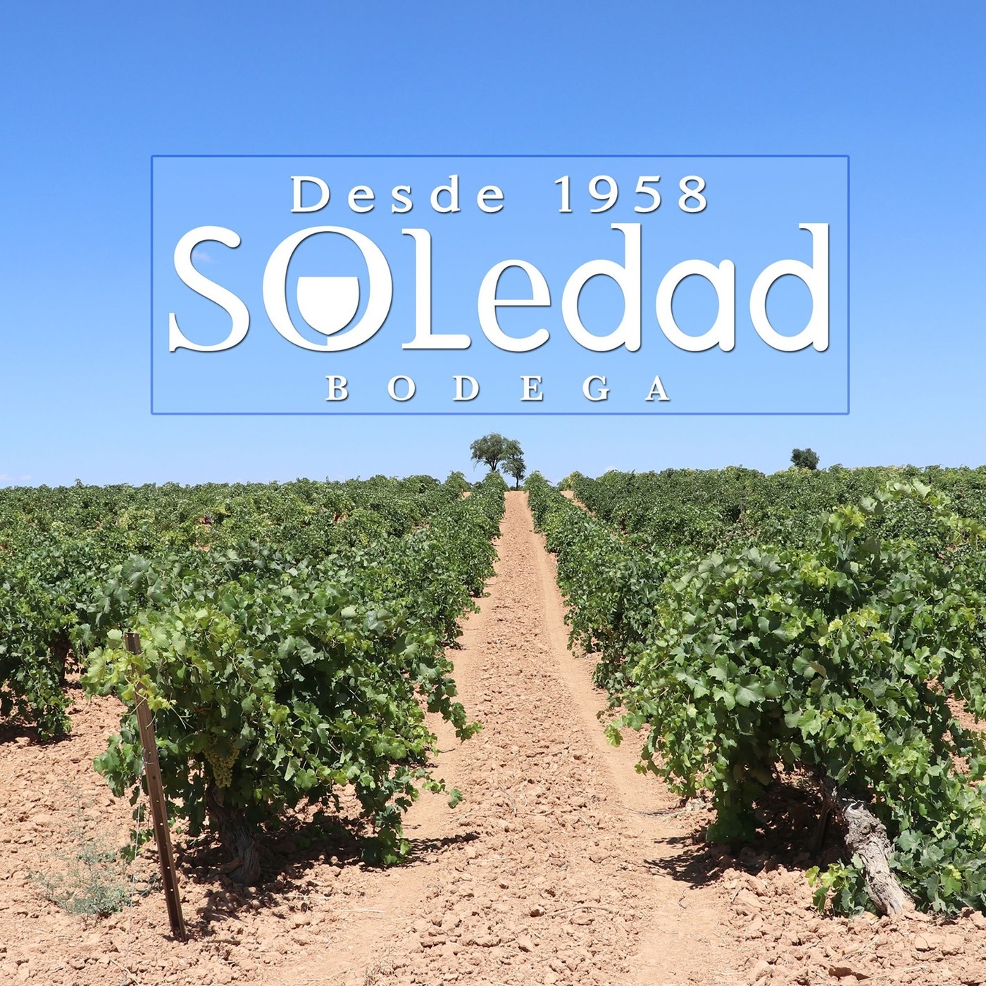 Entrevista a Milagros, enóloga de Bodegas Soledad de Fuente de Pedro Naharro episode artwork