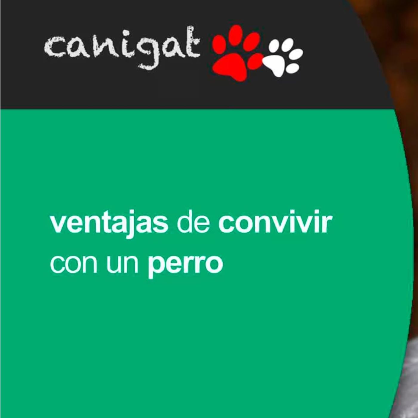 Consejos veterinarios de perros y gatos by canigat