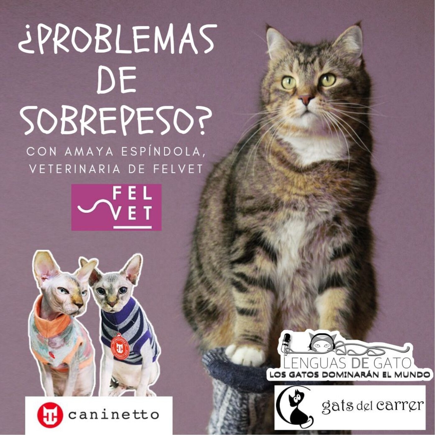 LOS GATOS DOMINARÁN EL MUNDO