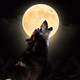 Noche de lobos (12-11-2019)