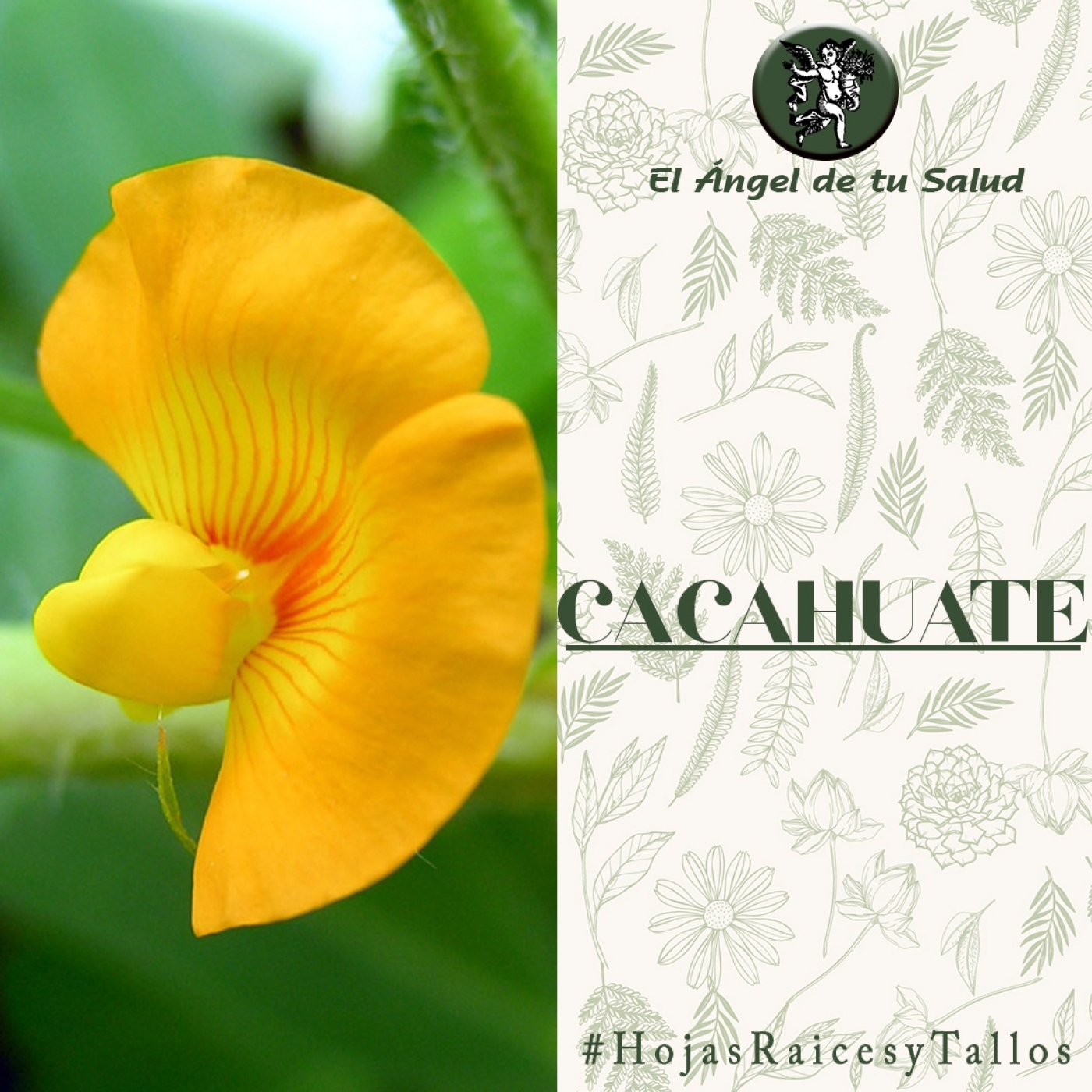 El Ángel de tu Salud - Cacahuate**